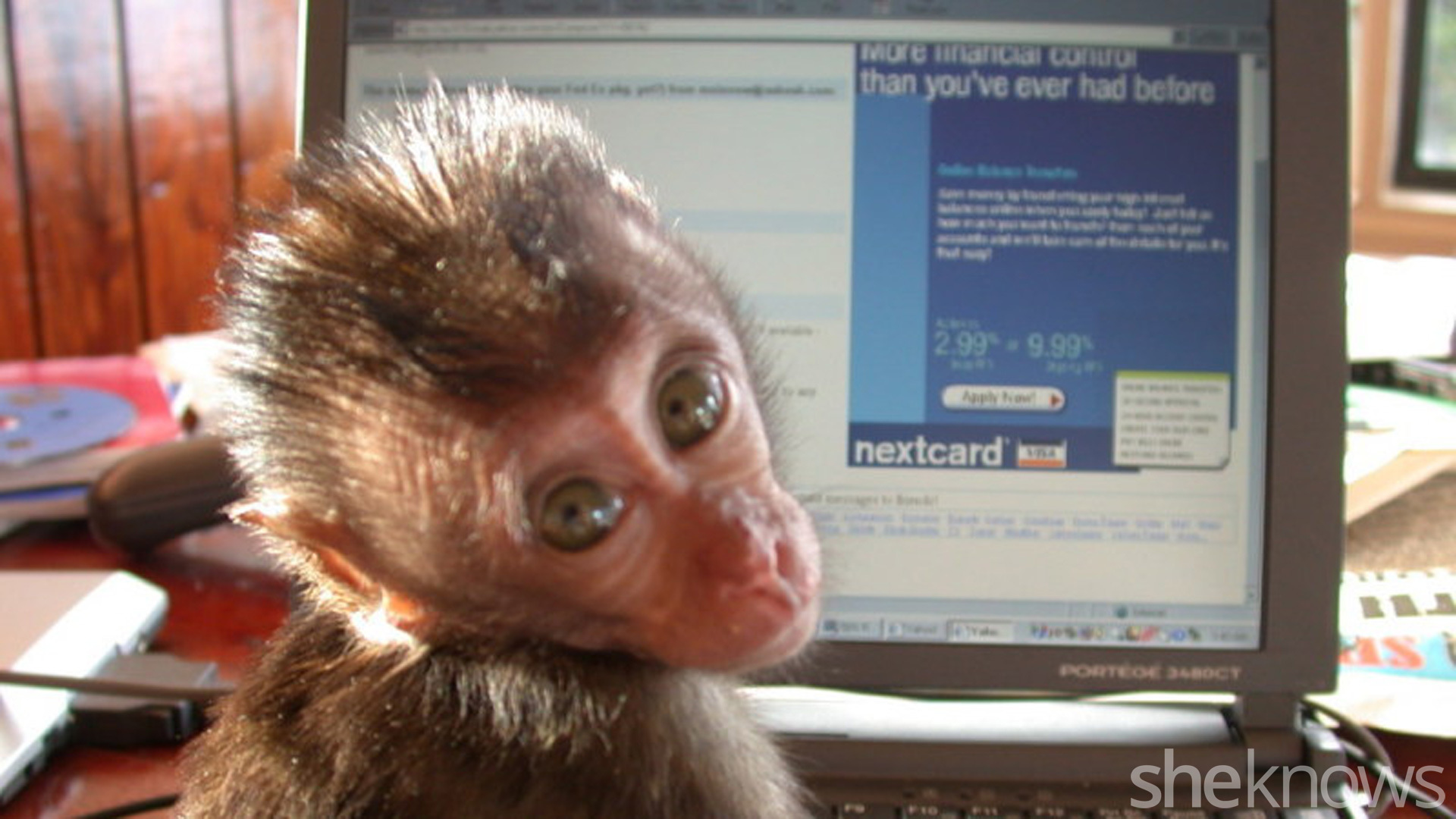 10 Things I learned about parenthood from raising a baby monkey