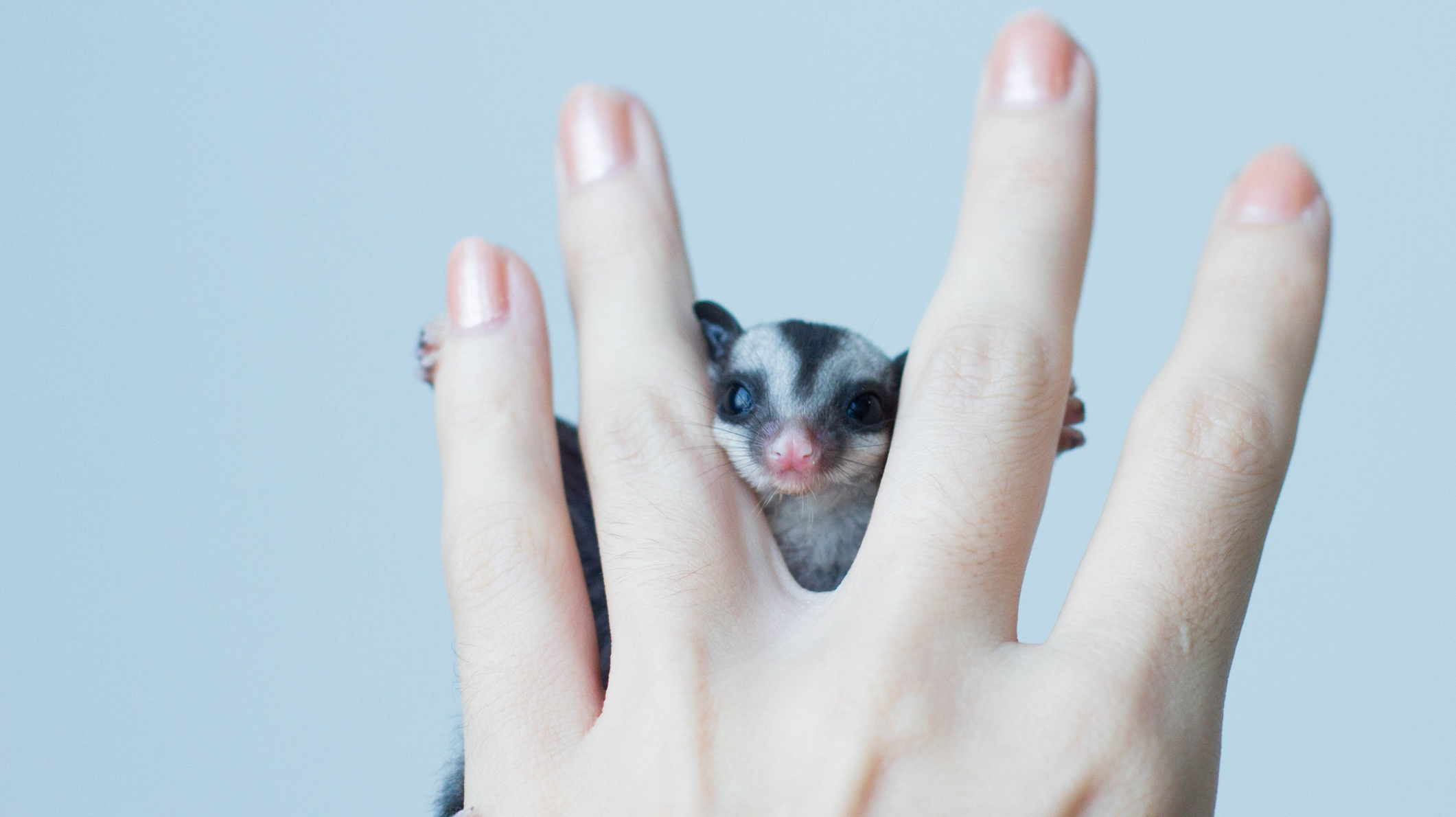 10 Unique Pets You’ll Love Just as Much as a Cat or Dog SheKnows