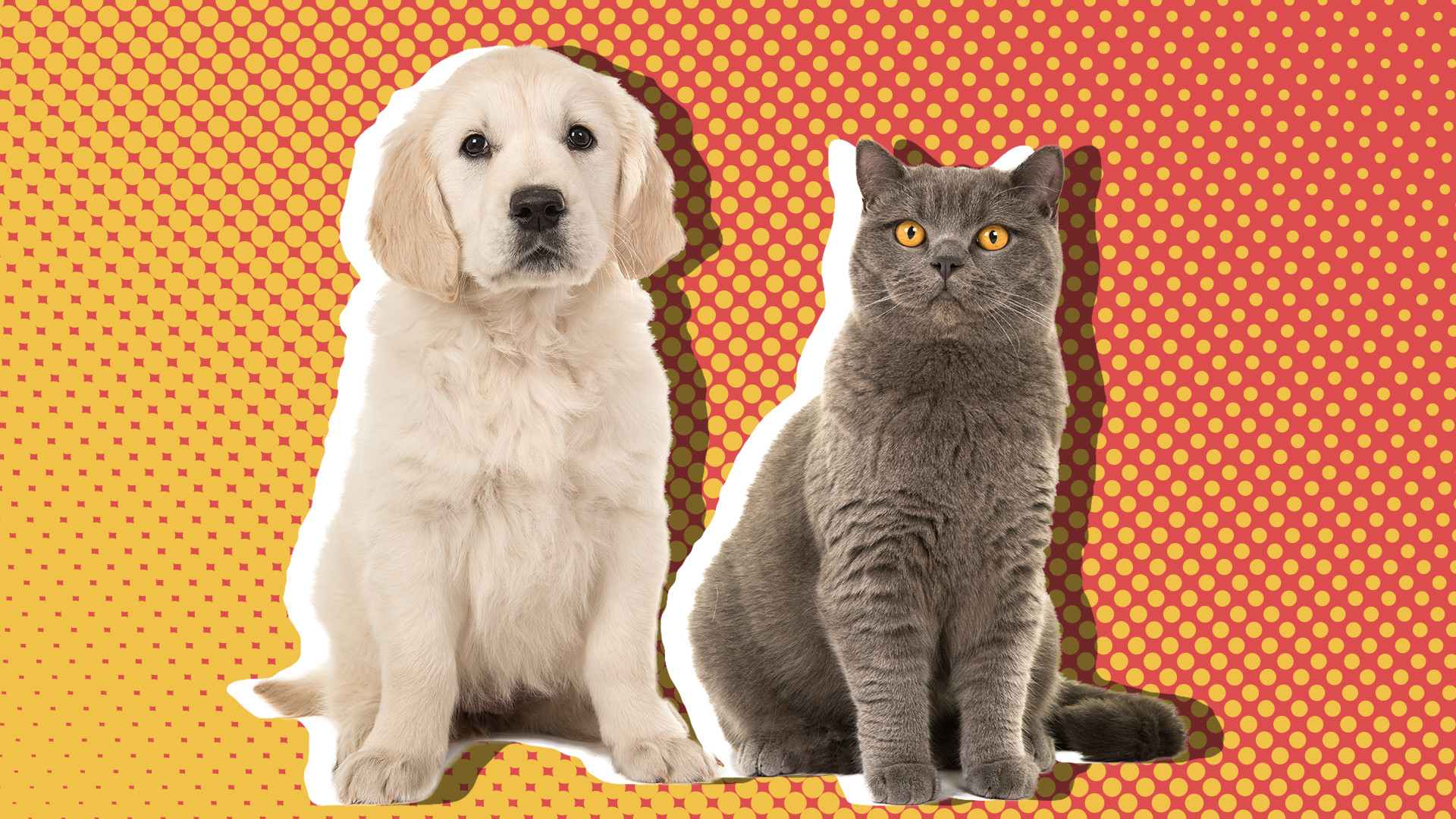 12 Dog Breeds That Actually Get Along Great With Cats SheKnows