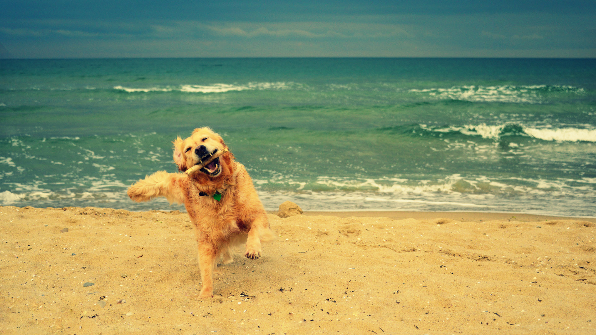 WaterLoving Dogs That Are the Perfect Companion for Beach Bums SheKnows