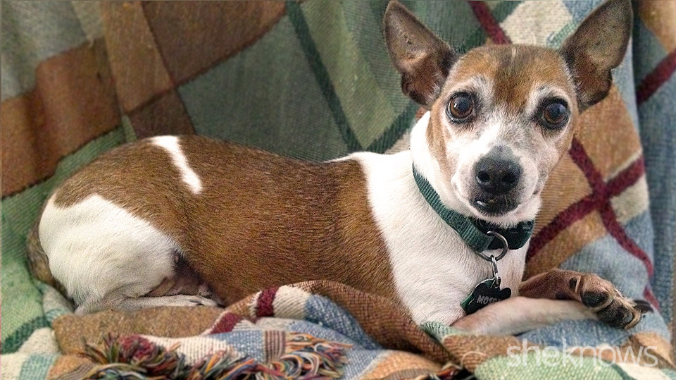 I had to put my dog down — here’s what it really feels like SheKnows