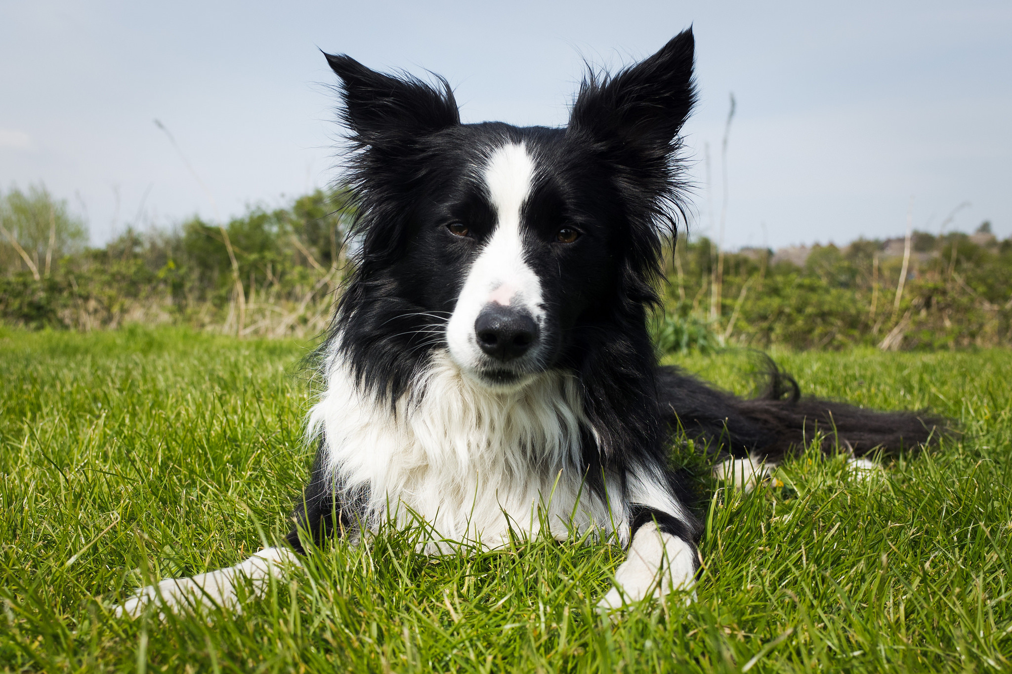 11 things only border collie owners understand SheKnows
