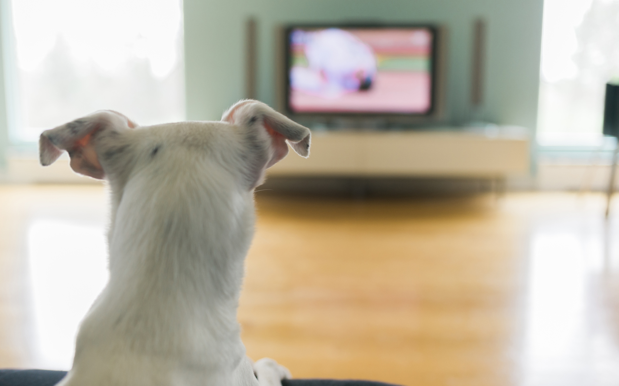Is it OK to let your dog watch TV if they like it? SheKnows