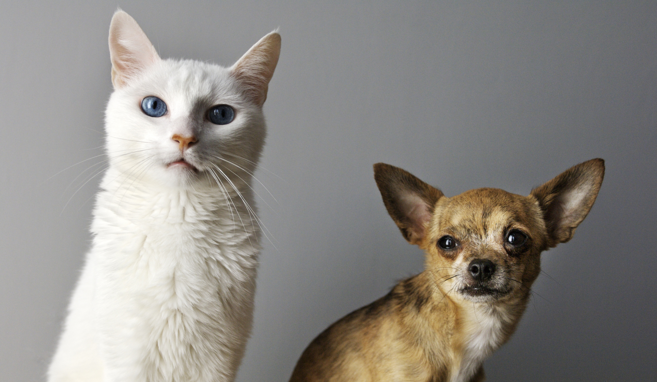 12 Undeniable reasons why cats are better than dogs SheKnows