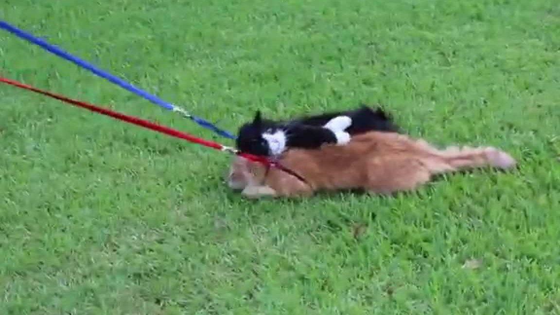 Cats can’t be leashtrained and here’s the hilarious proof (VIDEO