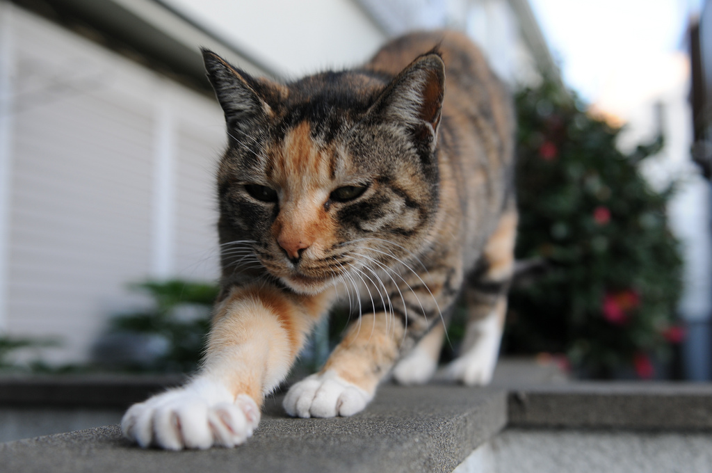 25 Cat Behaviors That Seem Random, but Really Aren’t Page 20 SheKnows