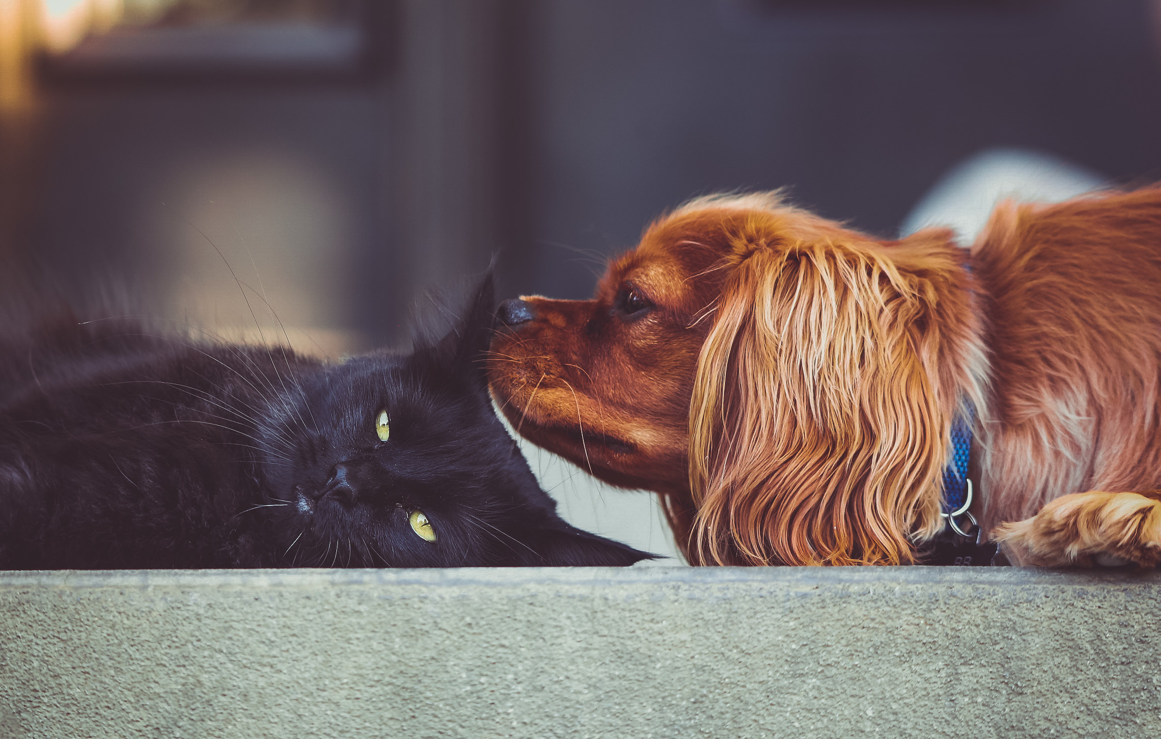 Pet Insurance Reddit Uk Gamma Wadan Sinhala