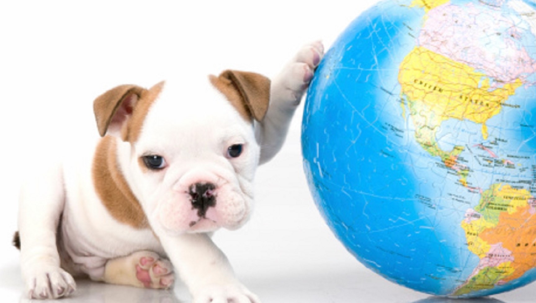 7 animals working hard to help save our SheKnows