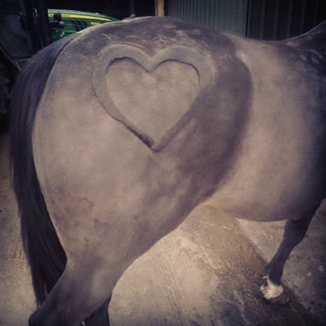 Horses look even more spectacular with custom haircuts (PHOTOS) SheKnows