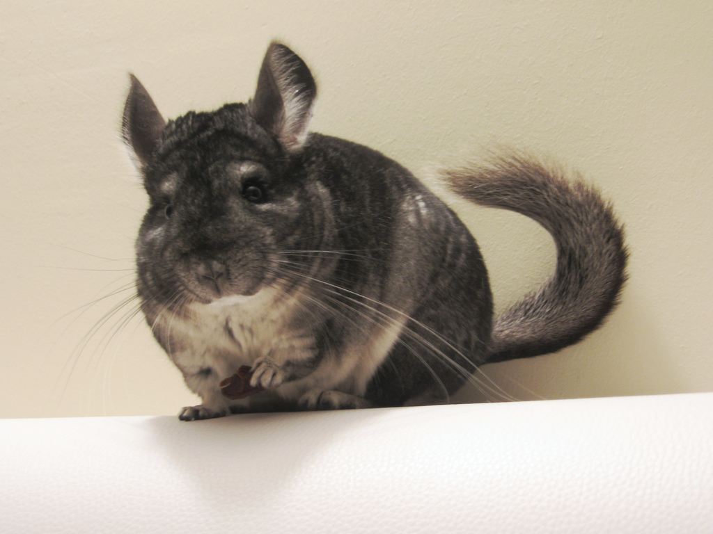 16 Chinchilla facts that will make you want one as a pet SheKnows