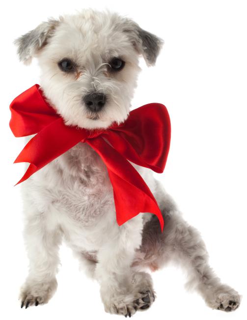 Money management Can you afford another pet? SheKnows