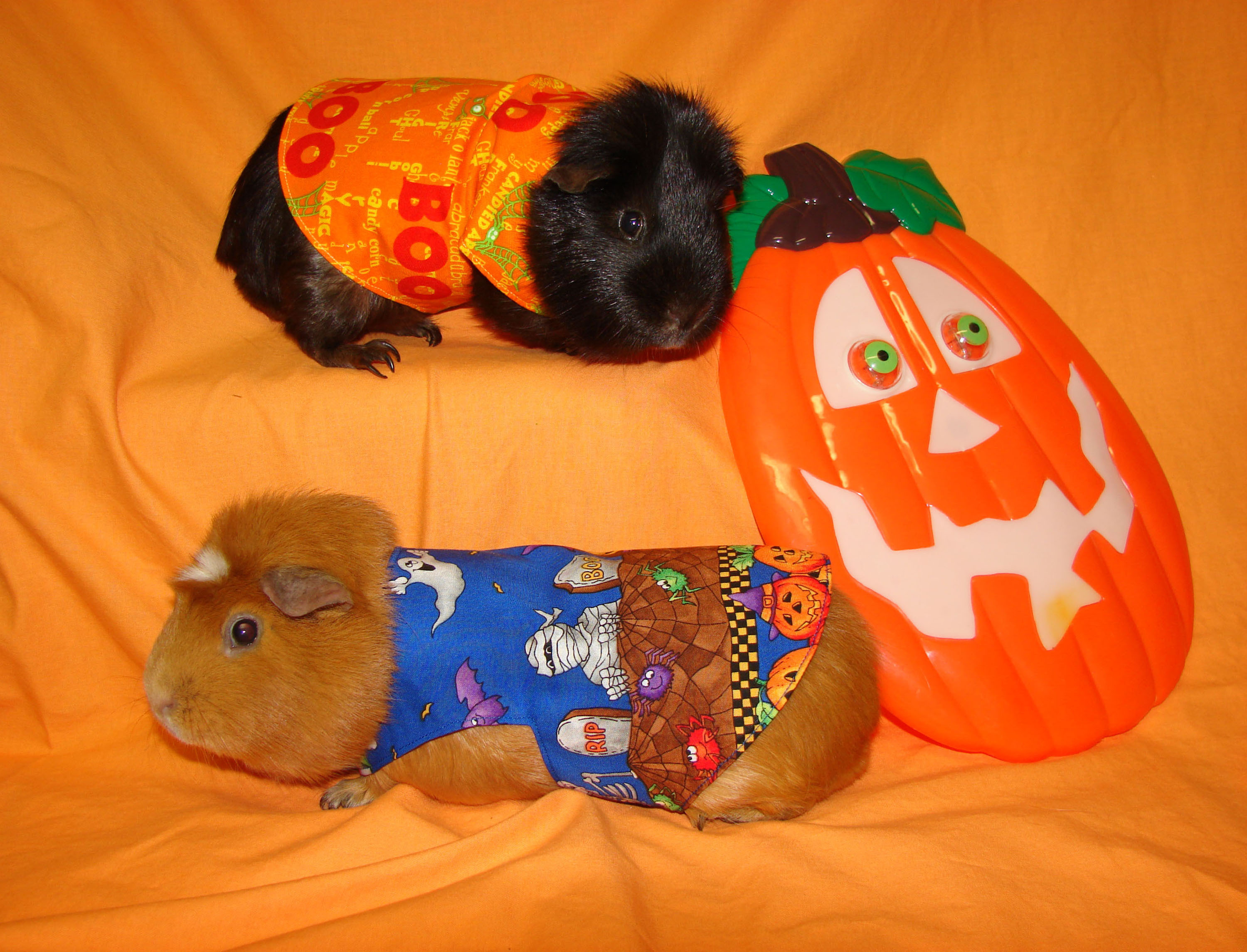 Guinea pig dresses up in the cutest costumes (PHOTOS) SheKnows