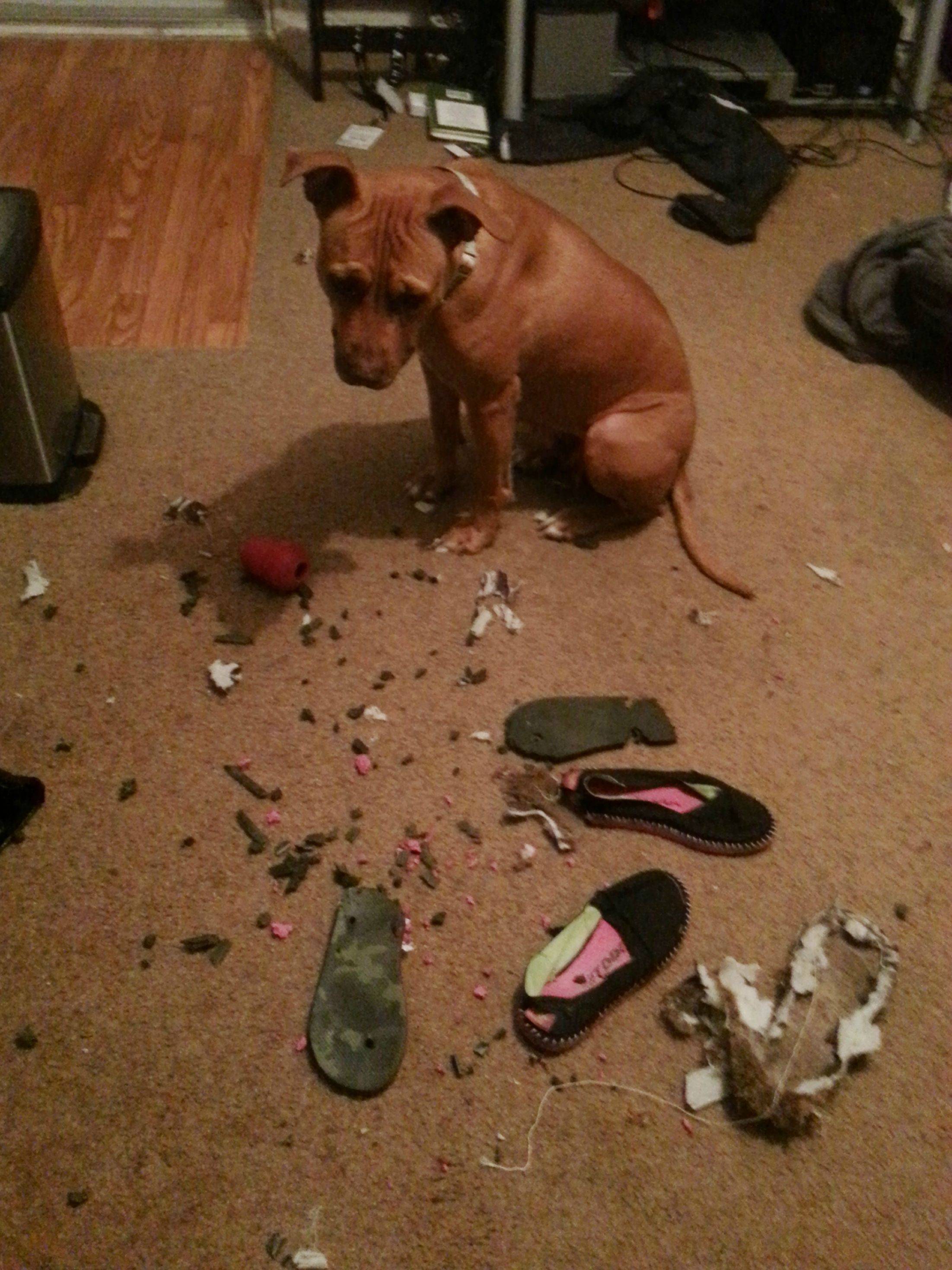 11 Destructive dogs who are lucky they’re so cute SheKnows