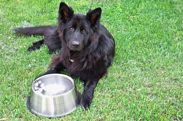 Dogs and ice water Is it safe? SheKnows