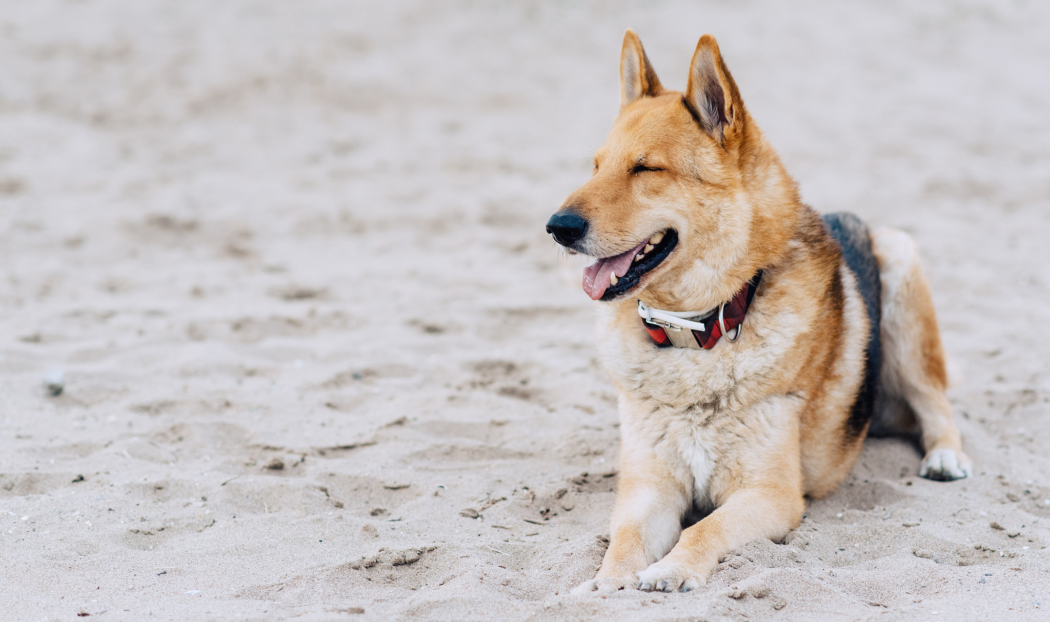 11 Dogs that are more ready for summer than you are SheKnows