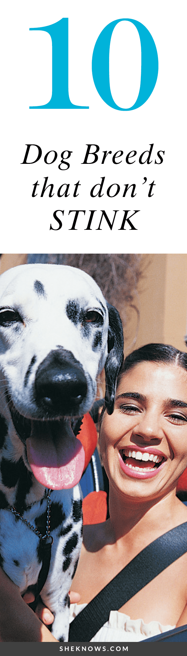 10 Dog Breeds That Don't Smell or Stink