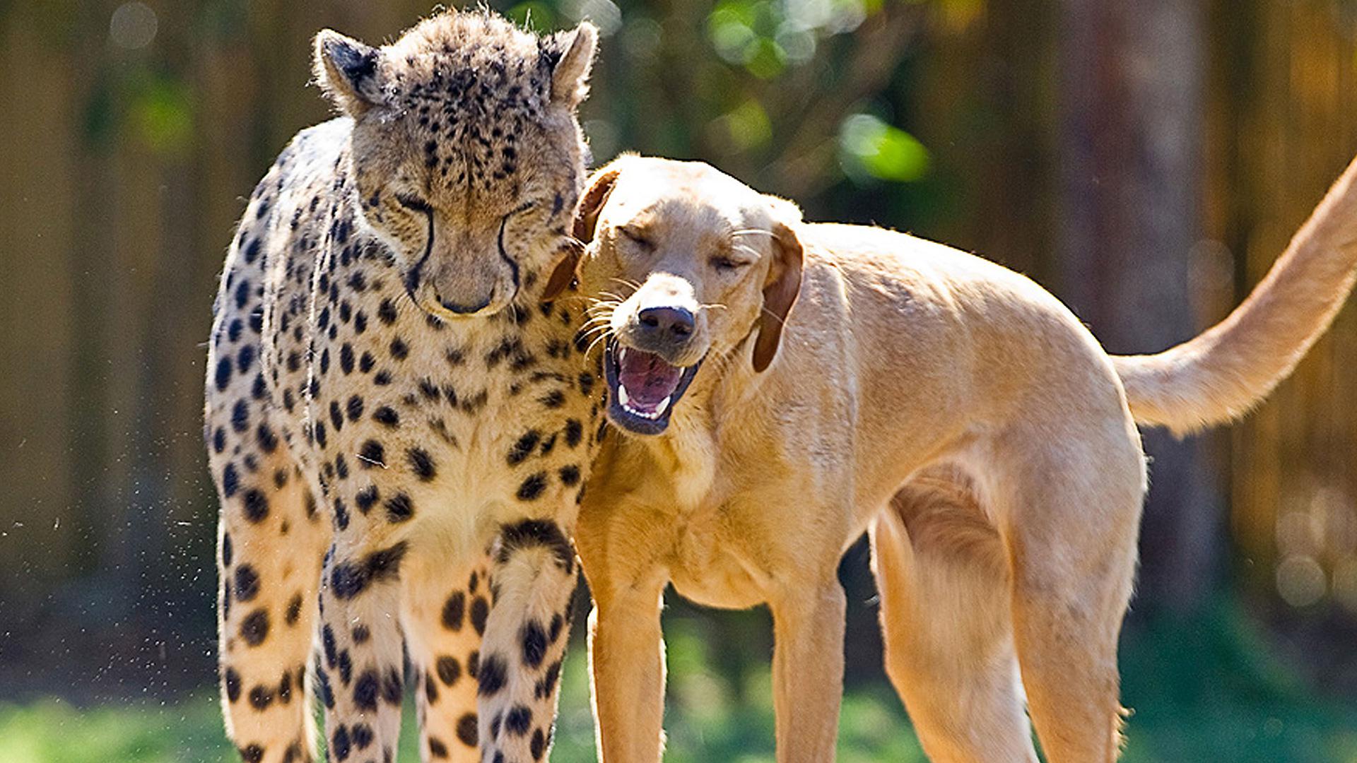 11 Unusual animal friendships that prove true love is blind SheKnows