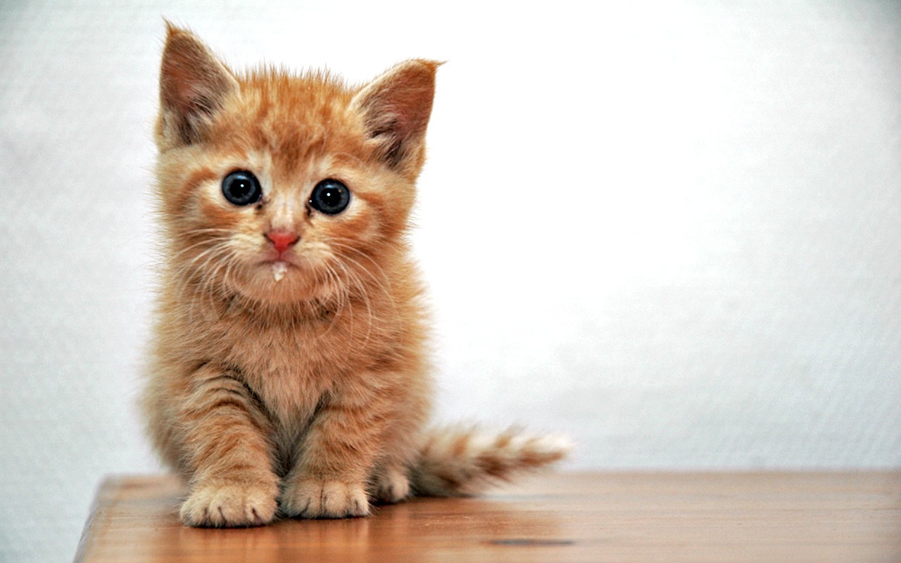 What cat drooling really means and when you should worry