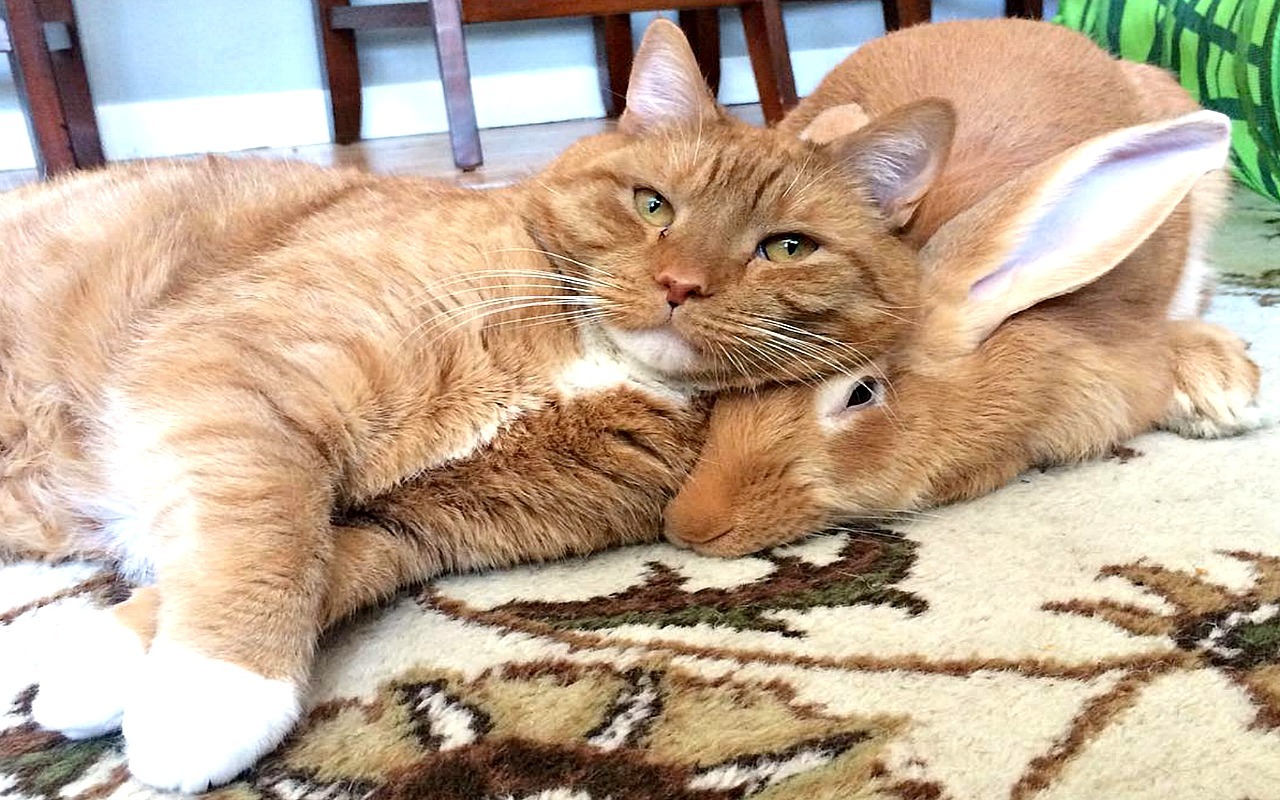 This gingerhaired rabbit and cat duo is our favorite fall friendship