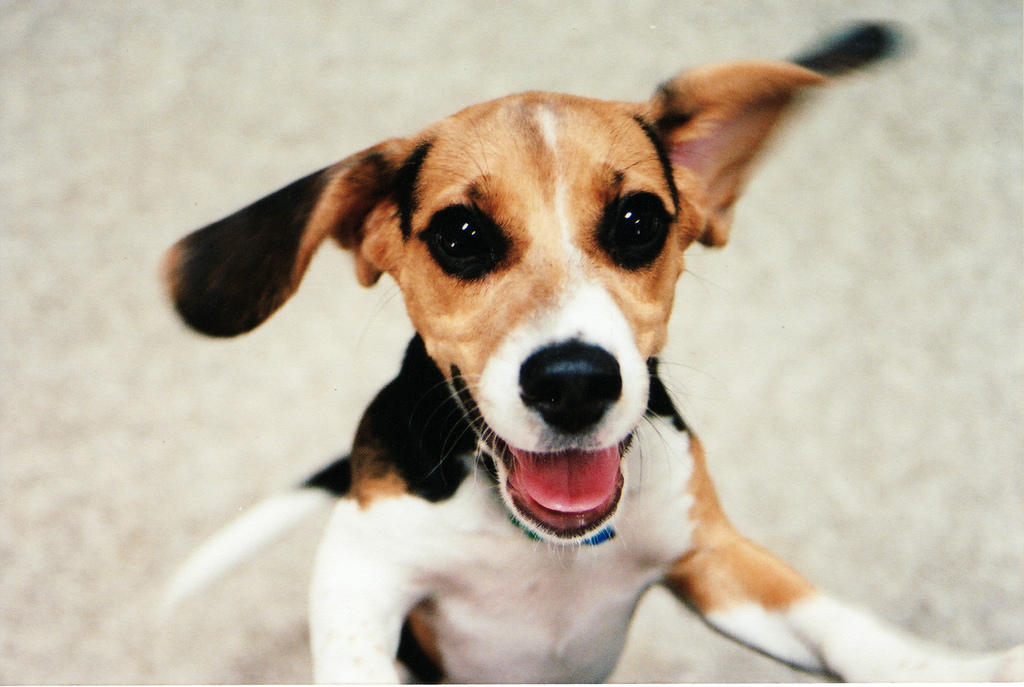 18 Things that make dogs insanely happy SheKnows