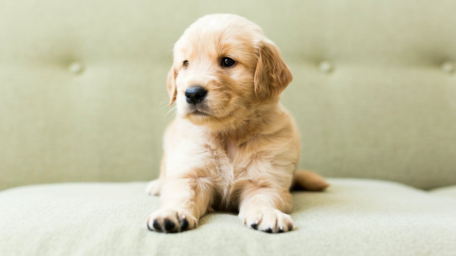 How to Remove Dog Hair Like a Pro SheKnows