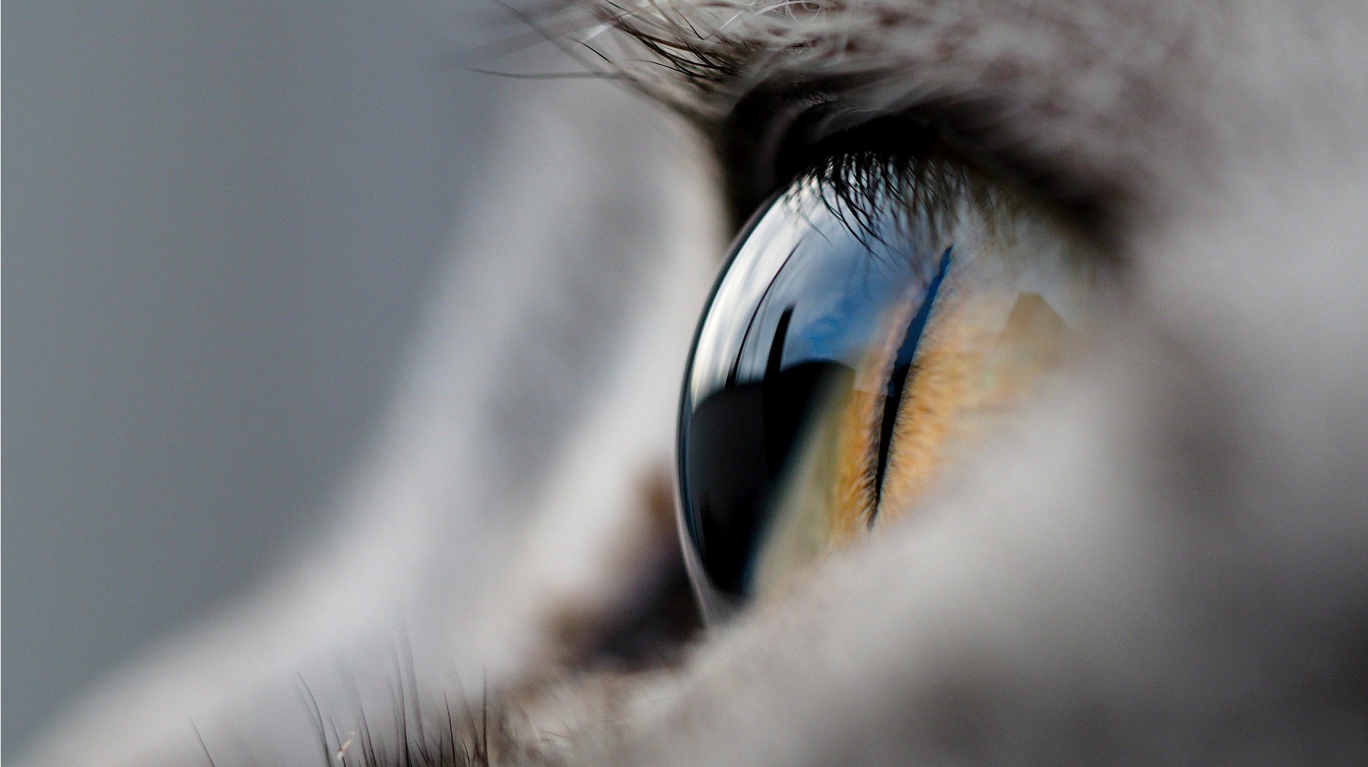 What Do Cats Actually See? We Have the Answer SheKnows