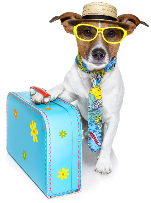 The pet suitcase 12 Items to pack for your dog SheKnows
