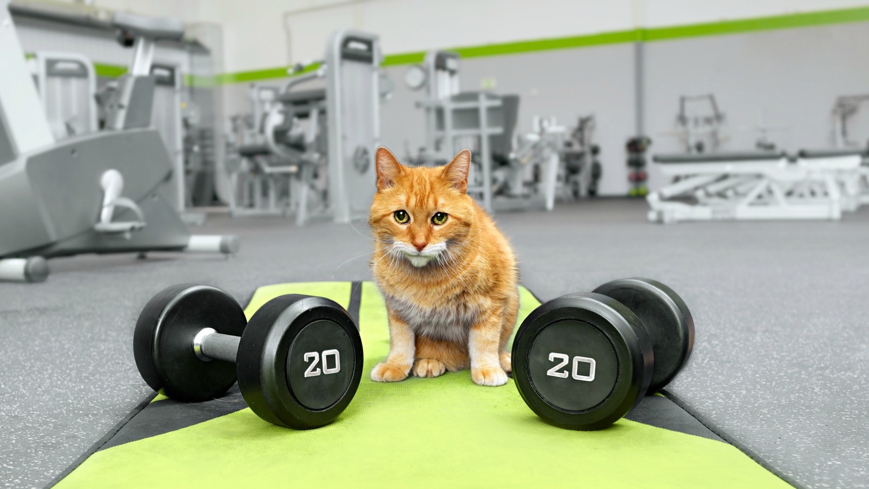Is Your Indoor Cat Getting Fat? Here’s How to Get ‘Em Moving SheKnows