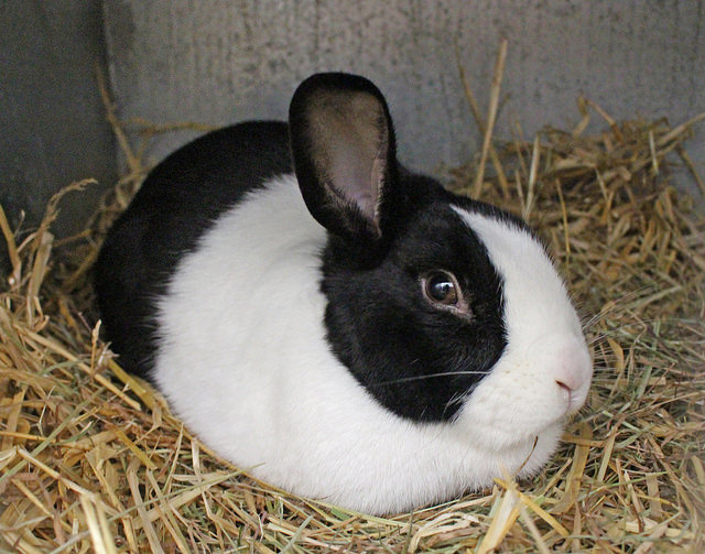 9 Rabbit breeds that make the best pets