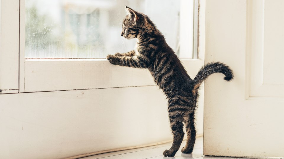 Should Cats Be Allowed Outside? Key Points From Both Sides of the
