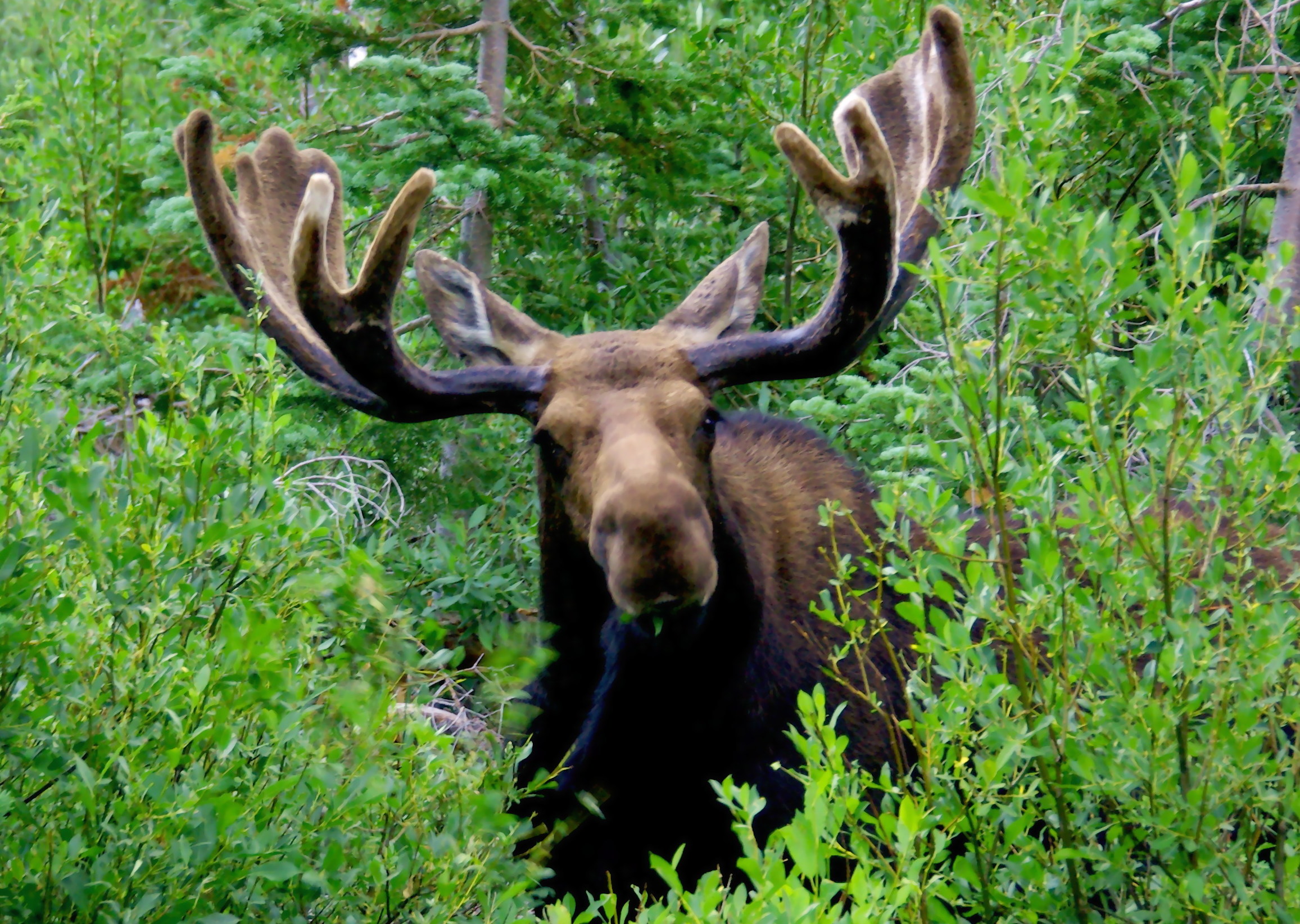 There’s a moose on the loose in your neighbourhood — what do you do