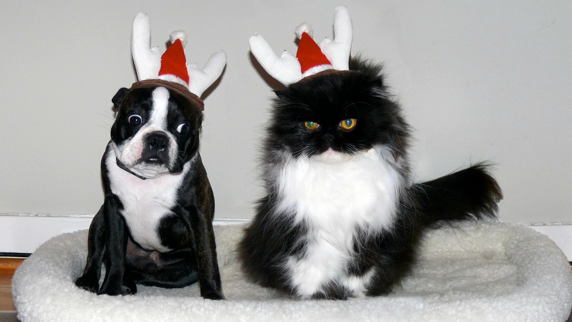 25 Dogs who are getting coal for Christmas SheKnows