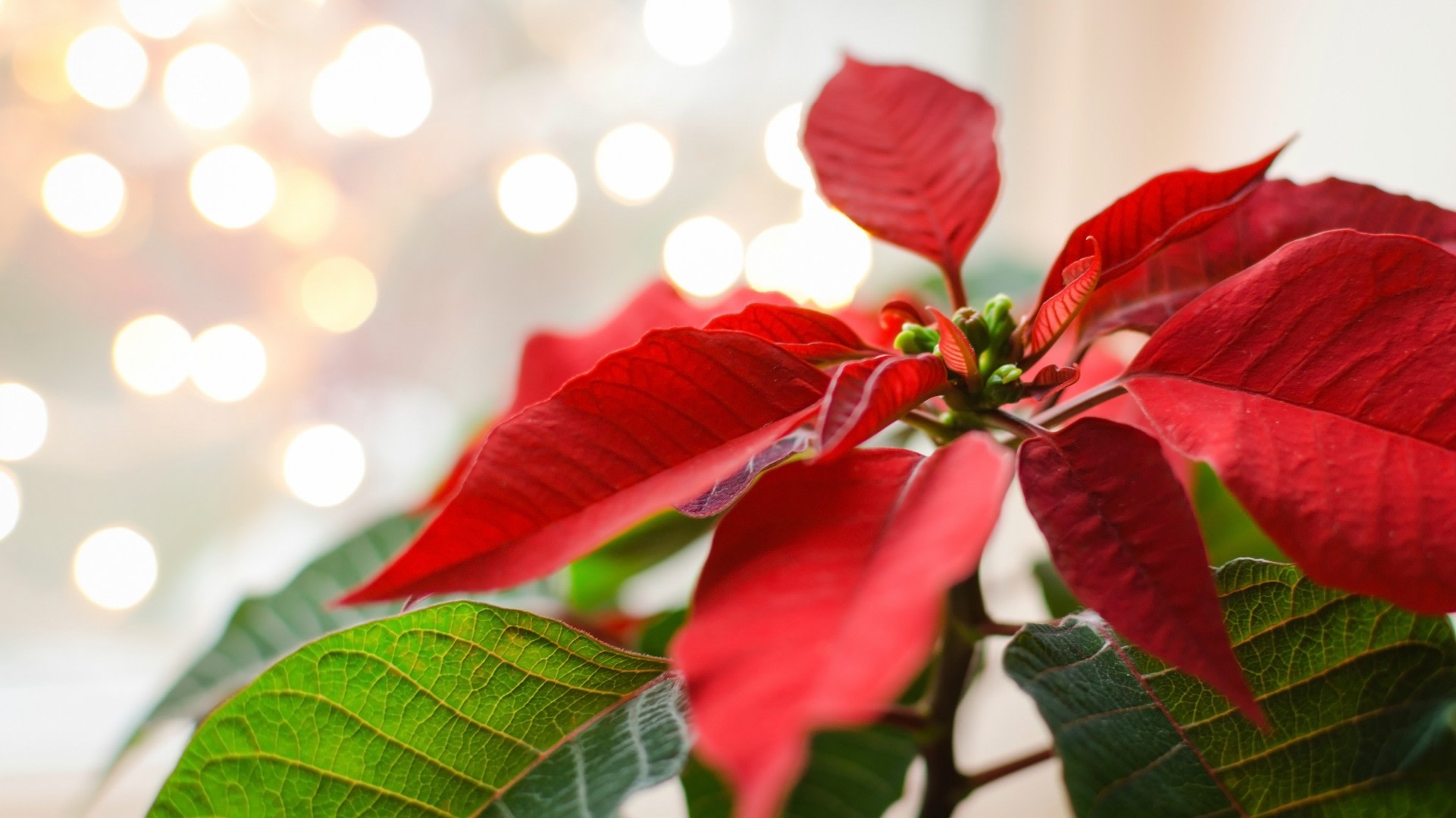 How to Keep Your Poinsettia Plant Thriving YearRound SheKnows