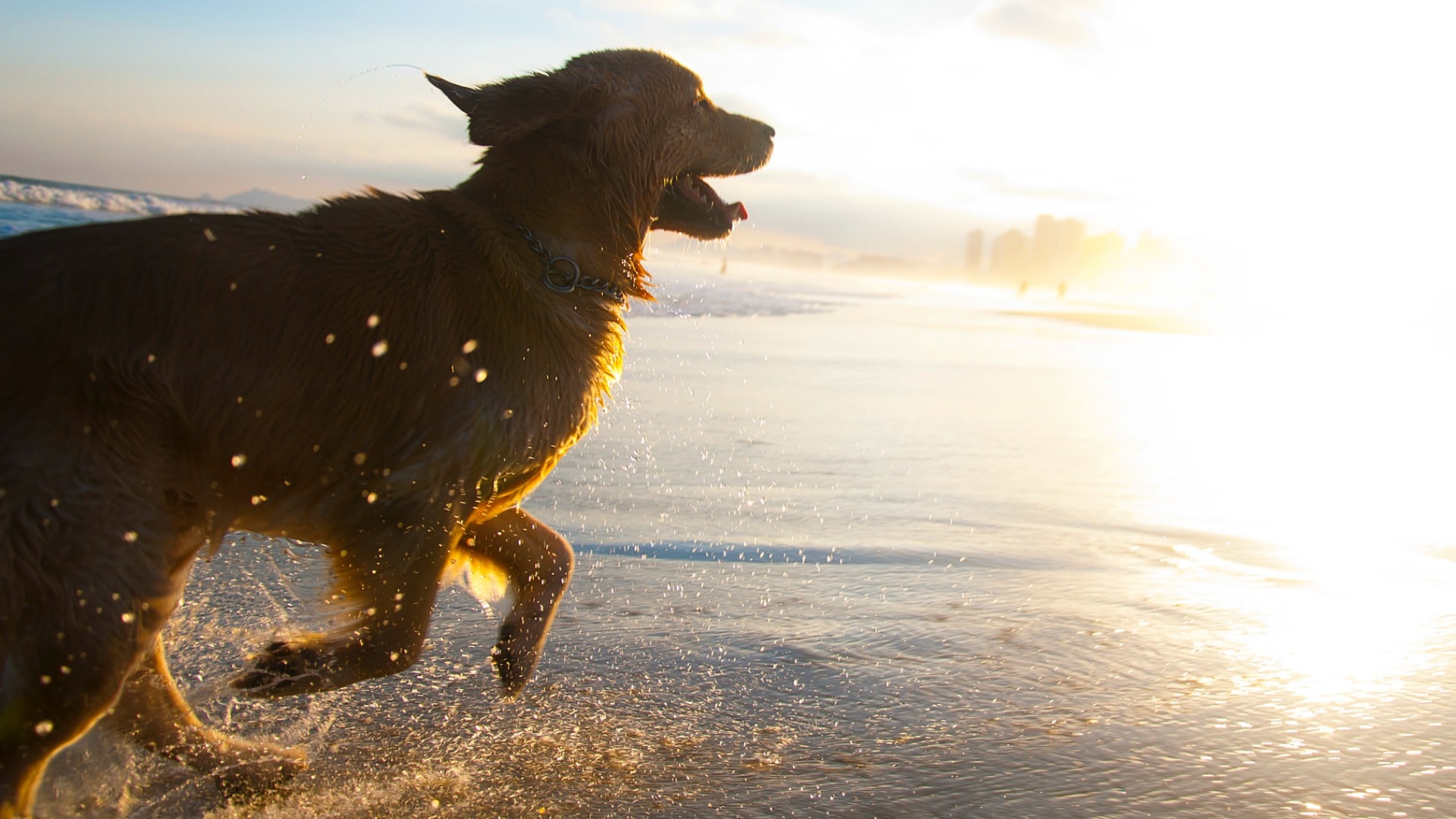 Looking for a Running Partner? These 10 Dog Breeds Are All You SheKnows