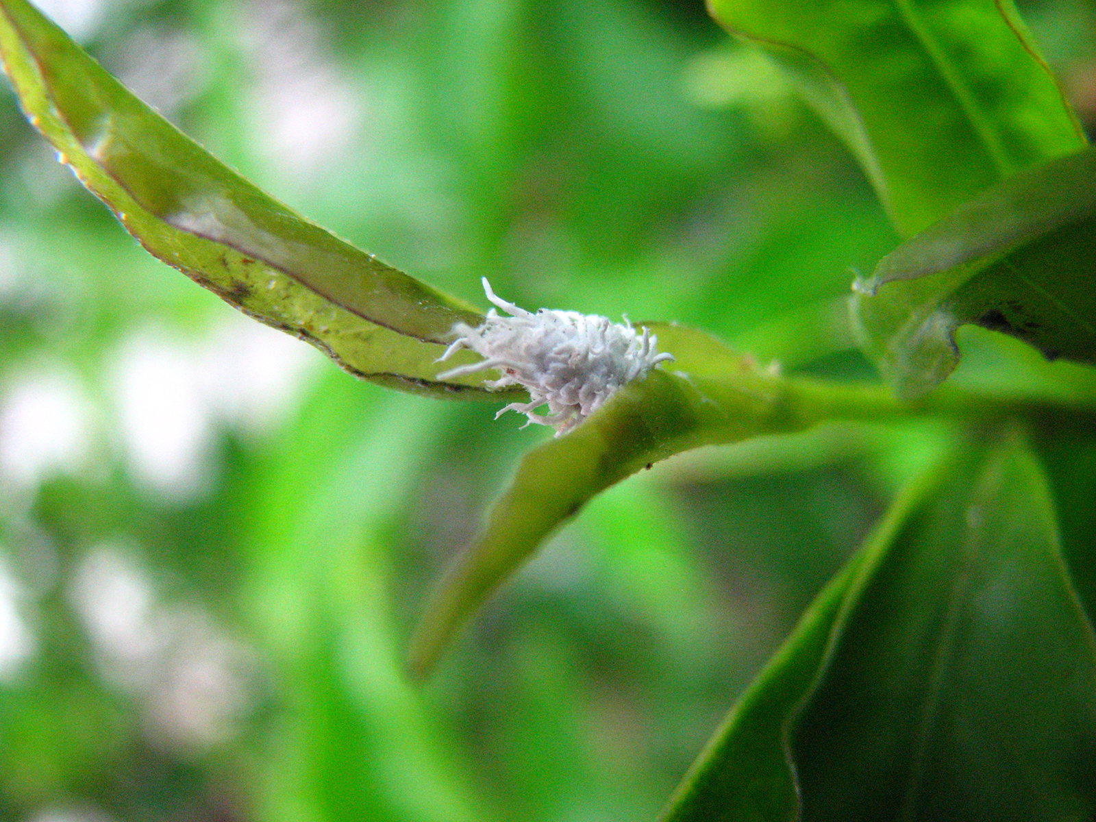 5 Creepy crawly bugs that could be living in your houseplants SheKnows