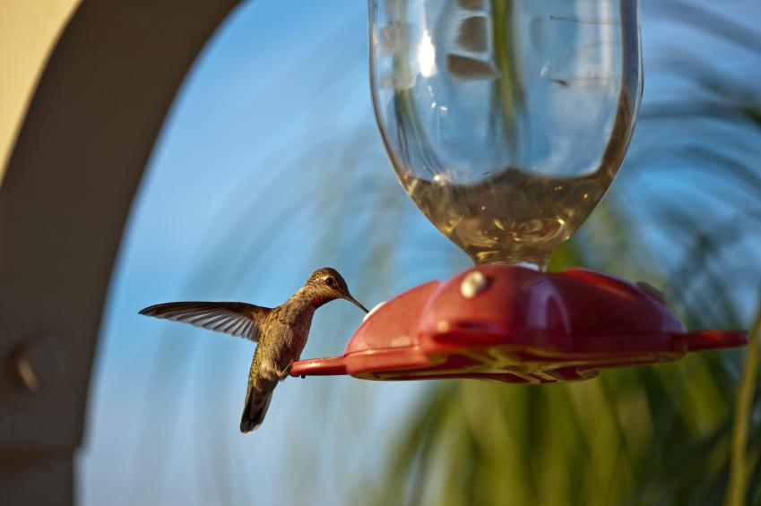 Hummingbird Nectar Recipe SheKnows