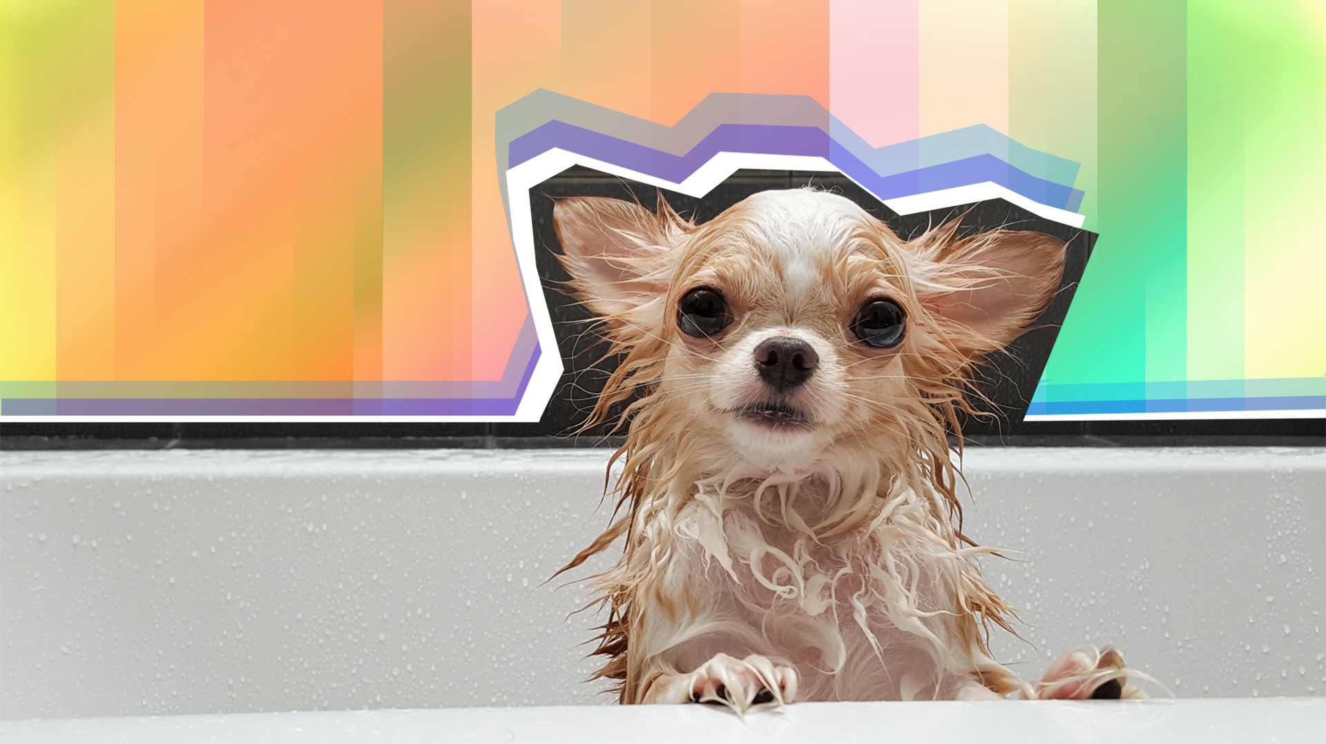 How often should you wash your dog? SheKnows