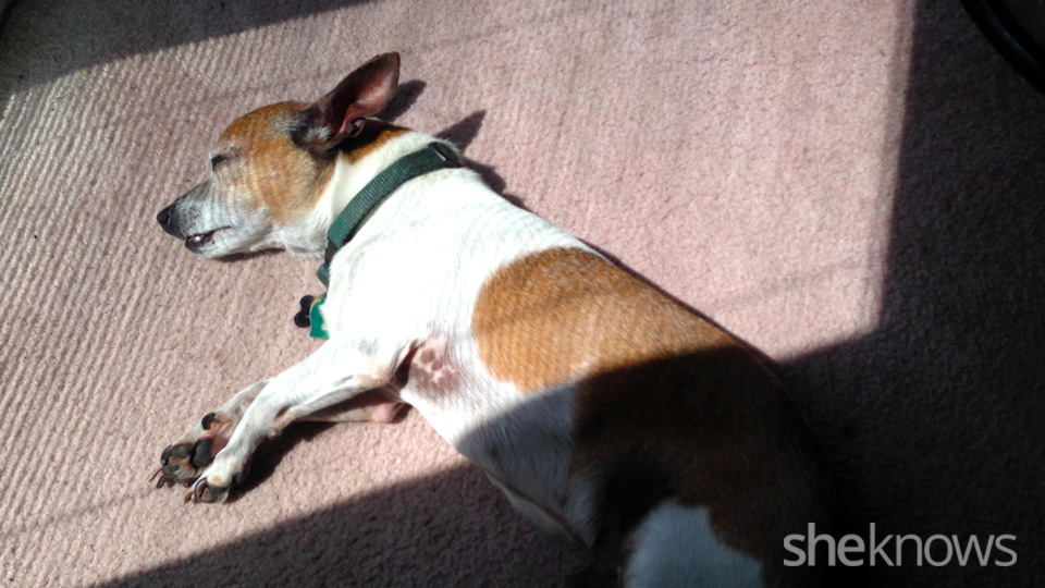 I had to put my dog down — here’s what it really feels like