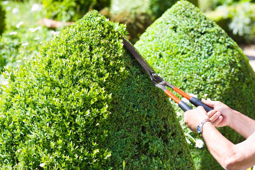 How to prune evergreen shrubs SheKnows
