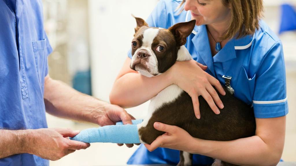 How Much Is an Emergency Vet Visit? Experts Explain the Cost & Why