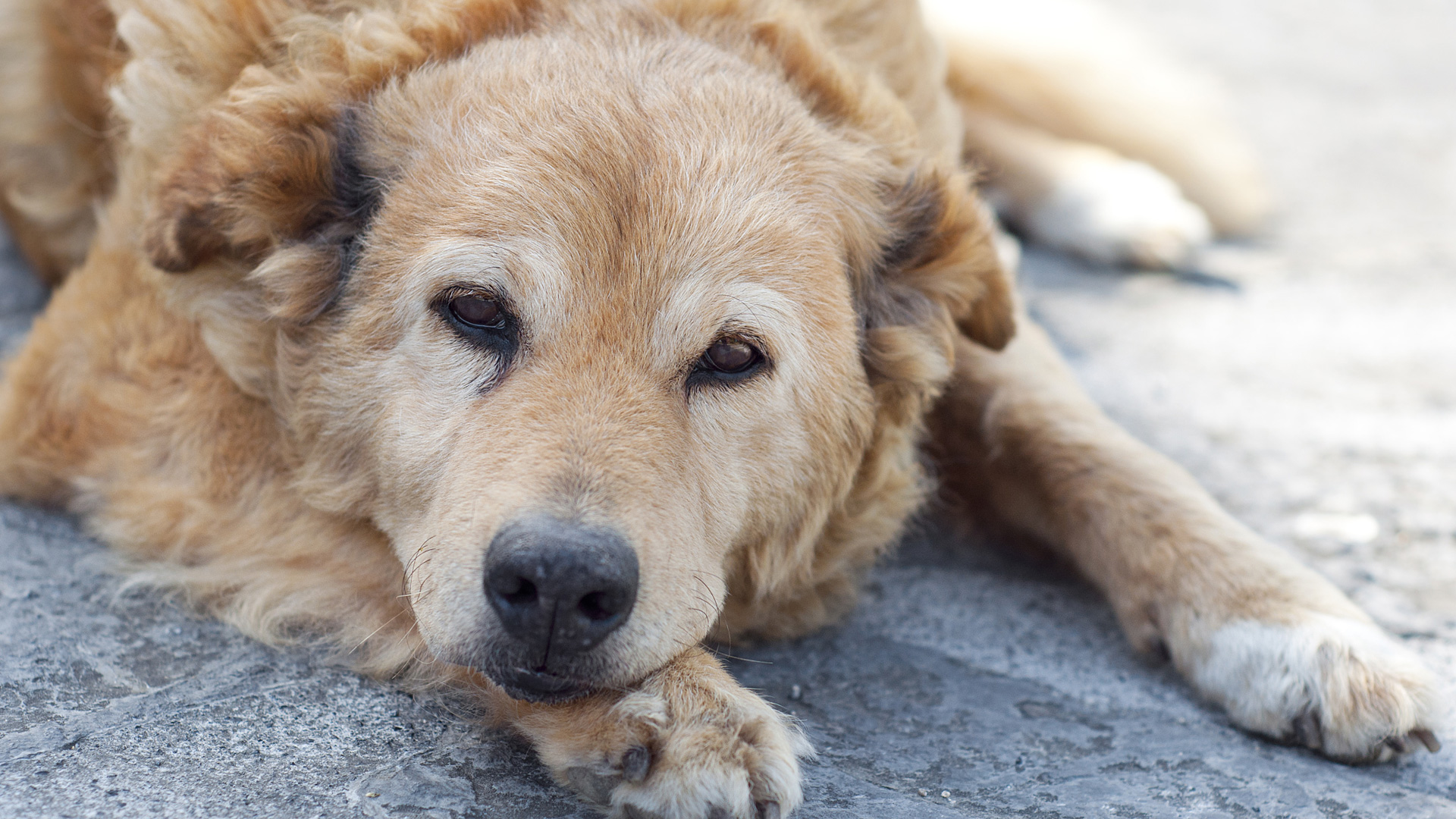 12 Tailwaggingly great gifts for the senior dog SheKnows