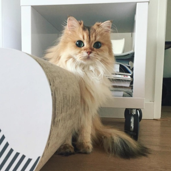 Smoothie the Cat is more photogenic than most humans are, and TBH, I’m