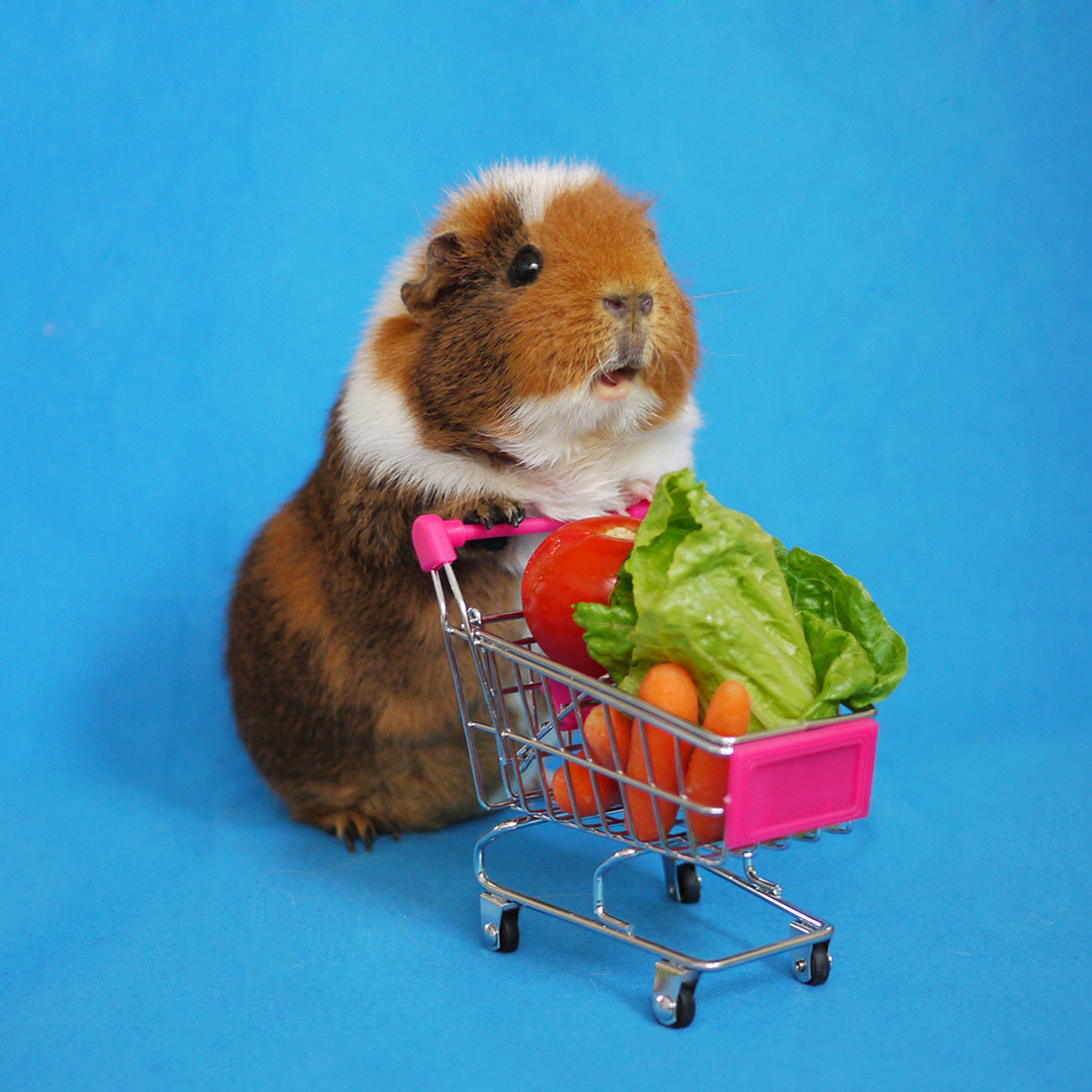 Guinea pig dresses up in the cutest costumes (PHOTOS) SheKnows