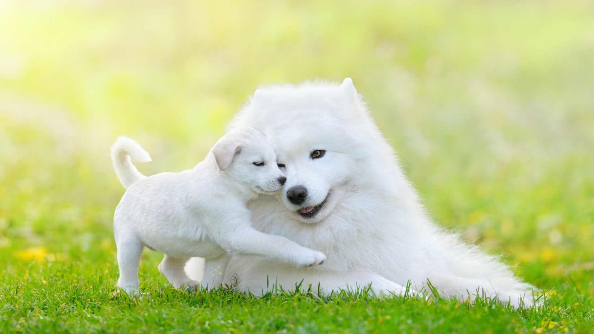 Got Allergies? These Hypoallergenic Dog Breeds Are Your New Best