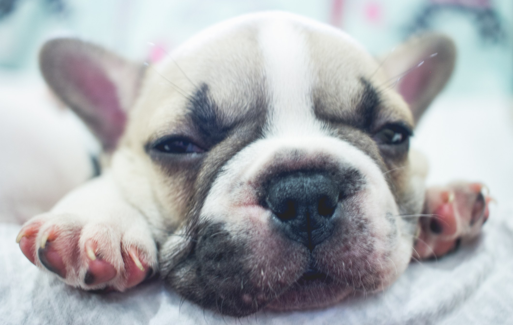 68 French Dog Names That’ll Make You Say ‘Oui, Oui’ SheKnows