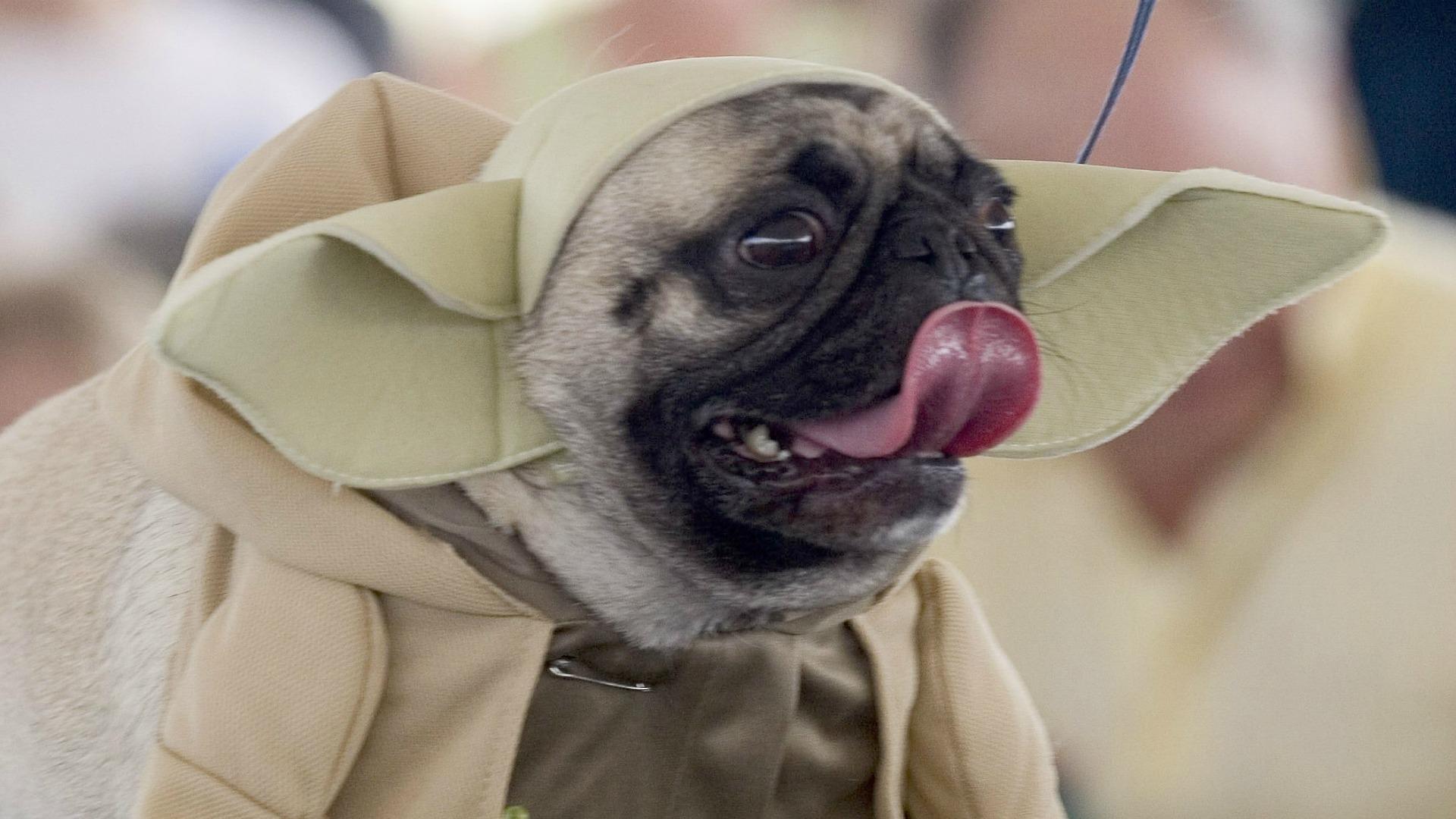 Pets rocking Star Wars costumes for Halloween SheKnows