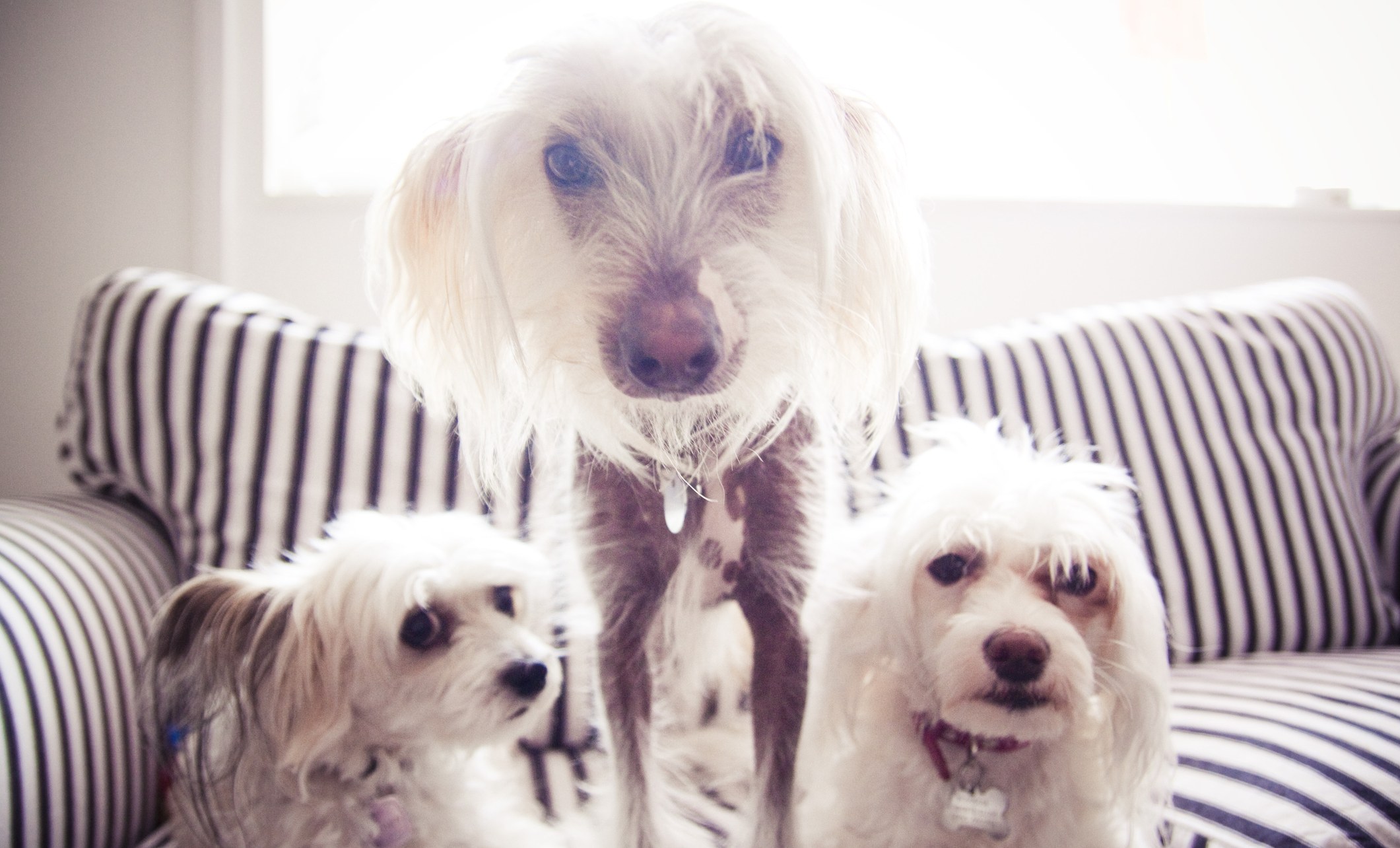 How Many Dogs Can You Legally Own