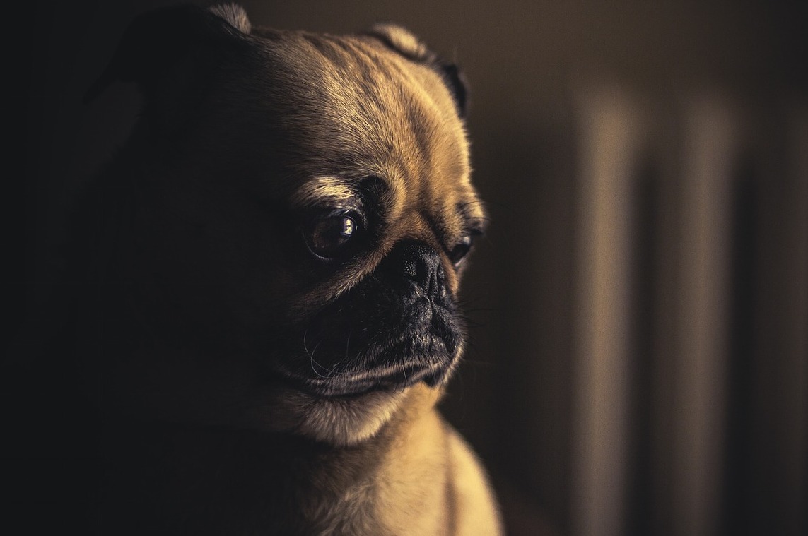 Here's How Much It Really Costs to Put a Dog Down