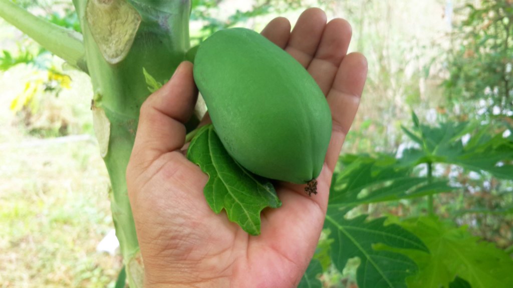 The benefits of paw paw ointment