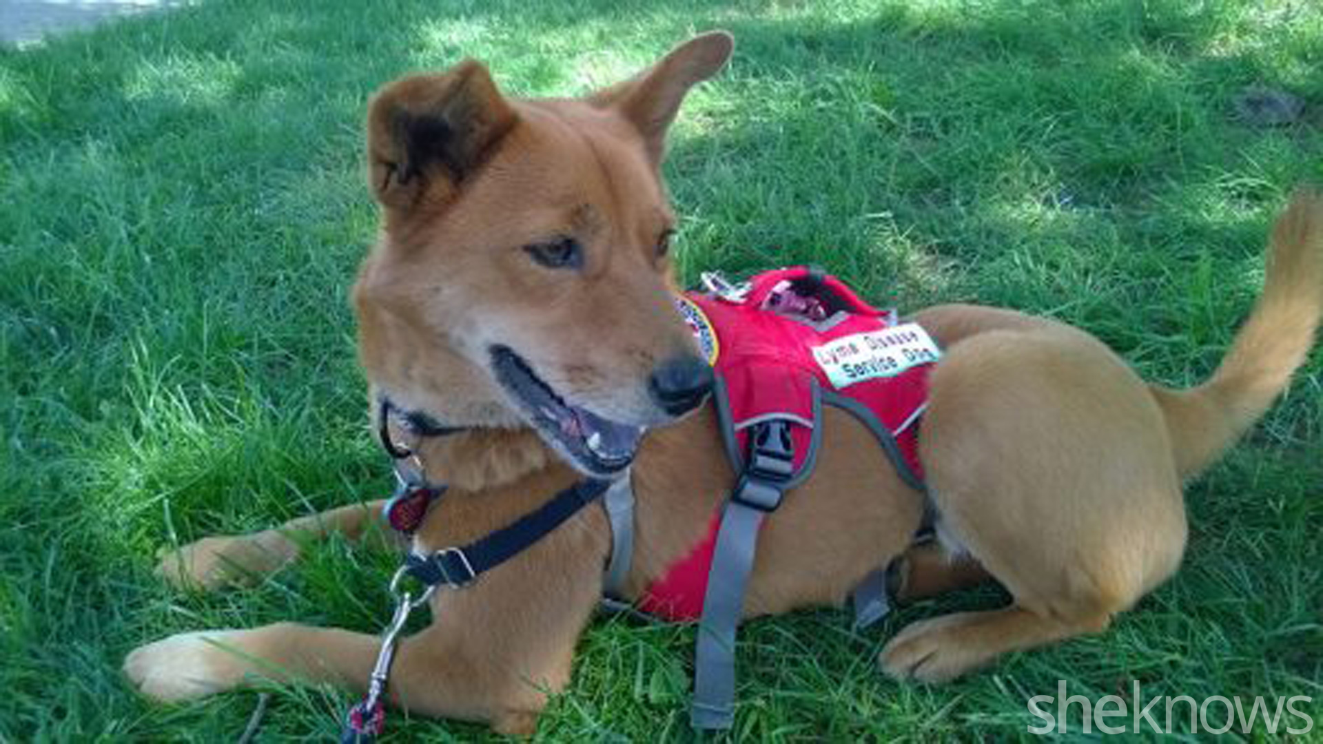 4 things I wish people understood about service dogs